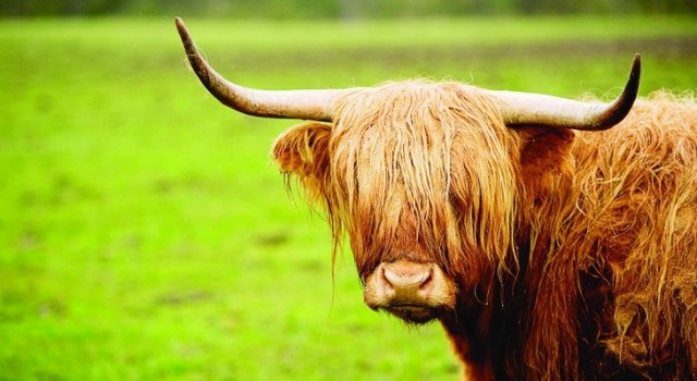 Scotland_cows